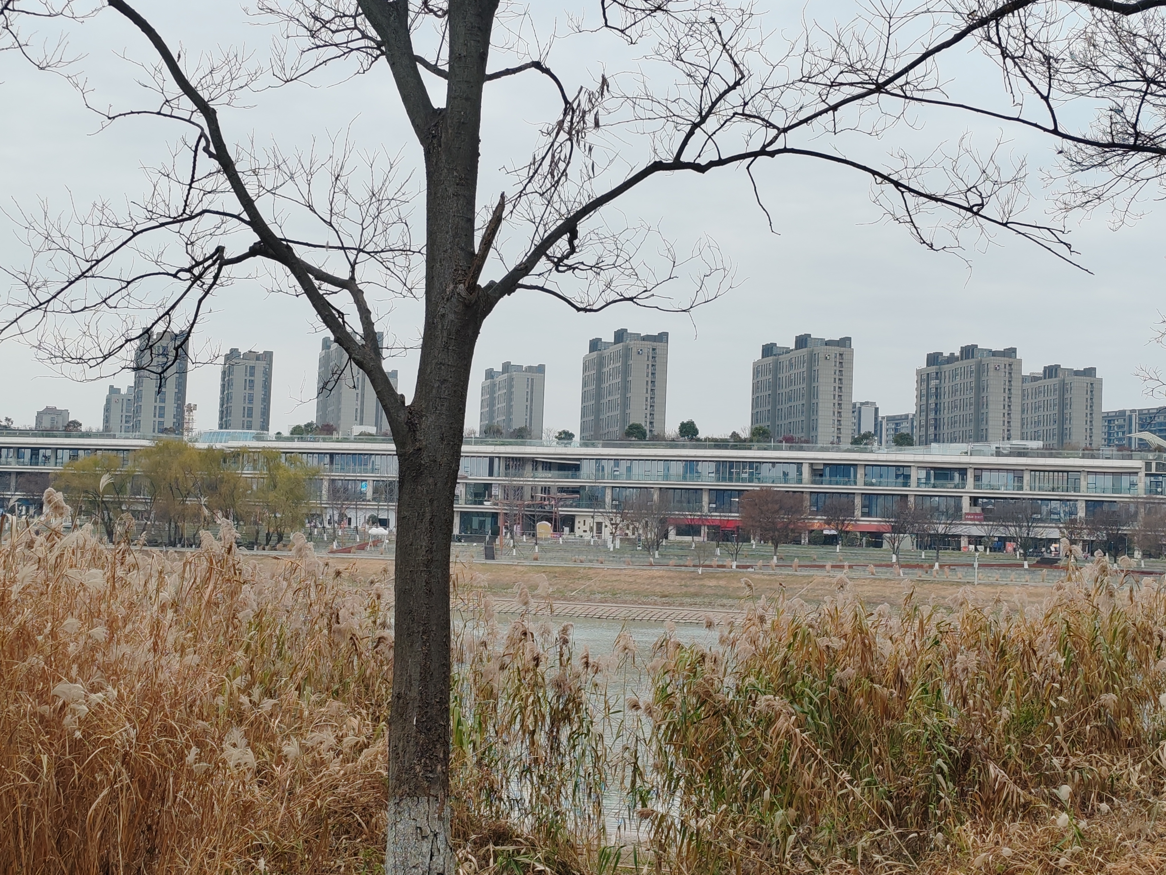 【我与大树】1. 理想、平庸与恶